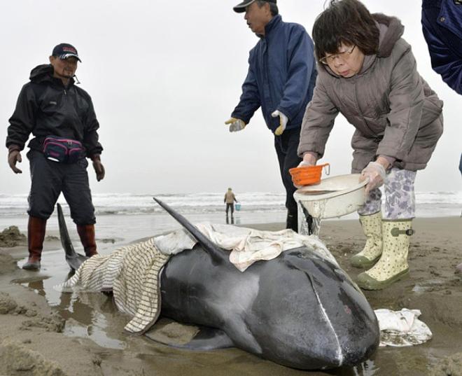Rescuers look after a stranded whale on the shore in Hokota, north of Tokyo © AP Photo/Kyodo News
